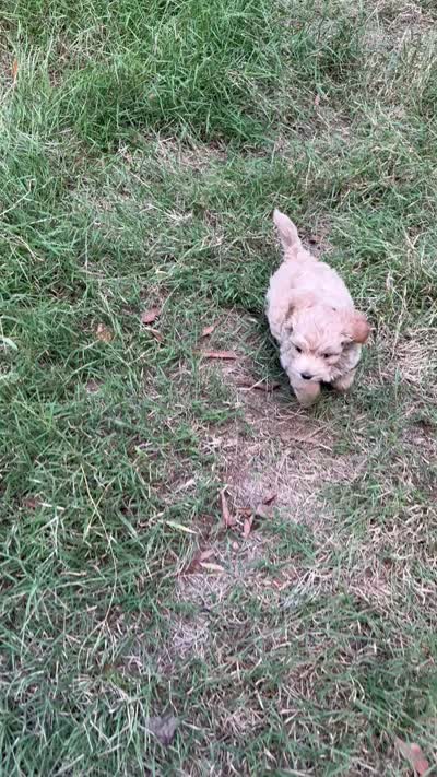 Maple Korean Teacup, a female Maltipoo and Poodle - Toy  for sale in Charlotte, NC – 8 of 9