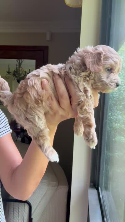 Maple Korean Teacup, a female Maltipoo and Poodle - Toy  for sale in Charlotte, NC – 7 of 9