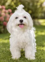 Milo Korean Teacup, a male Maltese for sale in Charlotte, NC – 2 of 5