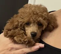 Ginger AKC Teacup, a female Poodle - Toy  for sale in Charlotte, NC – 7 of 10