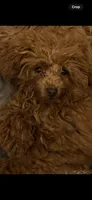 Cherry Korean Teacup, a female Maltipoo and Poodle - Toy  for sale in Charlotte, NC – 5 of 6