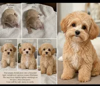 Rosie Korean Teacup, a female Maltipoo and Poodle - Toy  for sale in Charlotte, NC – 3 of 10