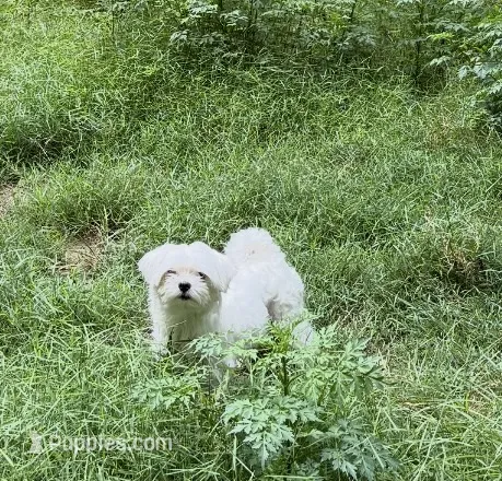 Milo Korean Teacup – Maltese puppy for sale in Charlotte, NC