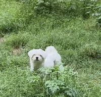 Milo Korean Teacup, a male Maltese for sale in Charlotte, NC – 3 of 8