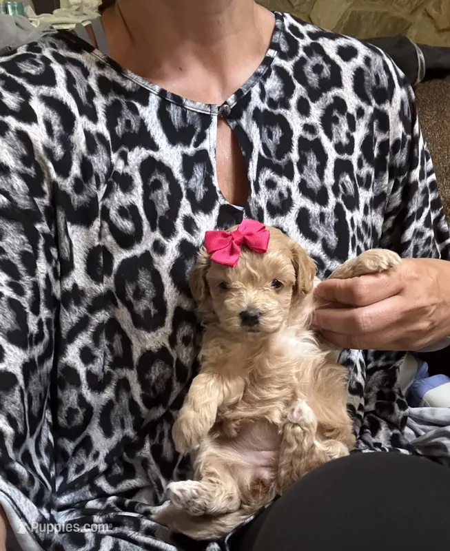 Mocha Korean Teacup – Maltipoo, Poodle - Toy  puppy for sale in Charlotte, NC
