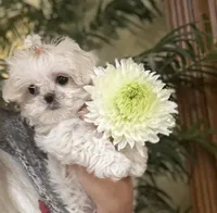 Princess Korean Teacup, a female Maltipoo and Maltese for sale in Charlotte, NC – Photo 2 of 6