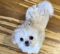 Princess Korean Teacup, a female Maltipoo and Maltese for sale in Charlotte, NC – Photo 4 of 6