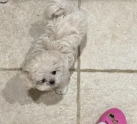Princess Korean Teacup, a female Maltipoo and Maltese for sale in Charlotte, NC – Photo 5 of 6