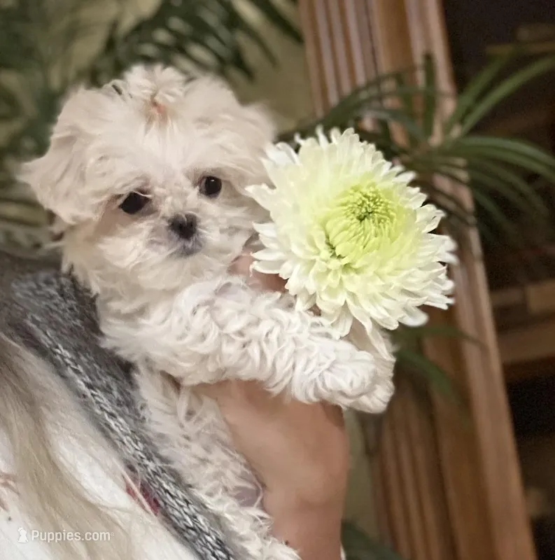 Princess Korean Teacup