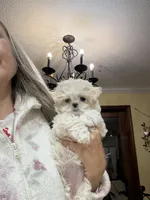 Princess Korean Teacup, a female Maltipoo and Maltese for sale in Charlotte, NC – Photo 3 of 6