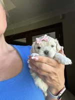 Tiny Korean Girl, a female Maltipoo and Poodle - Toy  for sale in Charlotte, NC – Photo 3 of 7