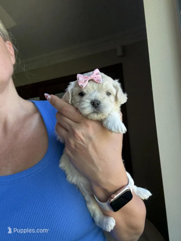 Tiny Korean Girl – Maltipoo, Poodle - Toy  puppy for sale in Charlotte, NC
