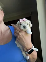 Tiny Korean Girl, a female Maltipoo and Poodle - Toy  for sale in Charlotte, NC – Photo 1 of 7