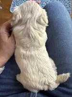 Tiny Korean Girl, a female Maltipoo and Poodle - Toy  for sale in Charlotte, NC – Photo 7 of 7
