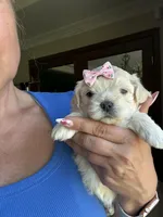 Tiny Korean Girl, a female Maltipoo and Poodle - Toy  for sale in Charlotte, NC – Photo 2 of 7
