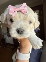 Tiny Korean Girl, a female Maltipoo and Poodle - Toy  for sale in Charlotte, NC – Photo 6 of 7