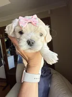 Tiny Korean Girl, a female Maltipoo and Poodle - Toy  for sale in Charlotte, NC – Photo 5 of 7