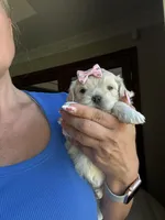 Tiny Korean Girl, a female Maltipoo and Poodle - Toy  for sale in Charlotte, NC – Photo 4 of 7