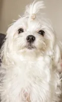 Milo Korean Teacup, a male Maltese for sale in Charlotte, NC – 3 of 5