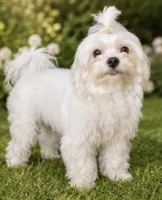 Milo Korean Teacup, a male Maltese for sale in Charlotte, NC – 1 of 5