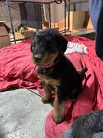 Pink female, a female Airedale Terrier for sale in Waynesfield, OH – 3 of 3