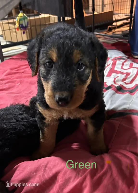 Green female – Airedale Terrier puppy for sale in Waynesfield, OH