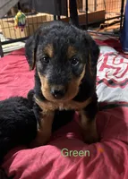Green female, a female Airedale Terrier for sale in Waynesfield, OH – 1 of 3