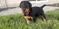 Pink female, a female Airedale Terrier for sale in Waynesfield, OH – 2 of 3