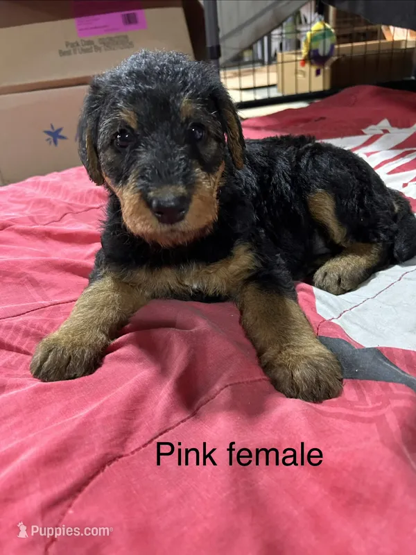 Pink female, a female Airedale Terrier for sale in Waynesfield, OH – 1 of 3