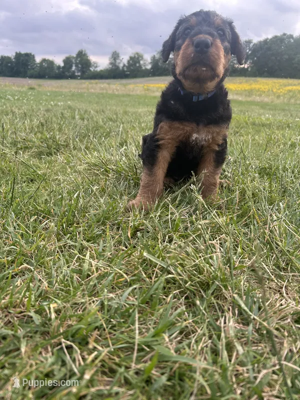 Blue female, a female Airedale Terrier for sale in Waynesfield, OH – 1 of 4