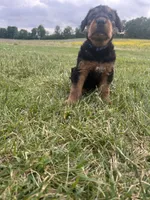 Blue female, a female Airedale Terrier for sale in Waynesfield, OH – 1 of 4