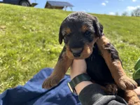 Blue female, a female Airedale Terrier for sale in Waynesfield, OH – 4 of 4