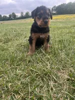 Blue female, a female Airedale Terrier for sale in Waynesfield, OH – 2 of 4