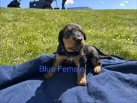 Blue female, a female Airedale Terrier for sale in Waynesfield, OH – 3 of 4