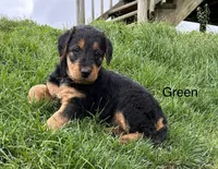 Green female, a female Airedale Terrier for sale in Waynesfield, OH – 2 of 3