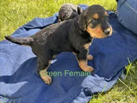 Green female, a female Airedale Terrier for sale in Waynesfield, OH – 3 of 3