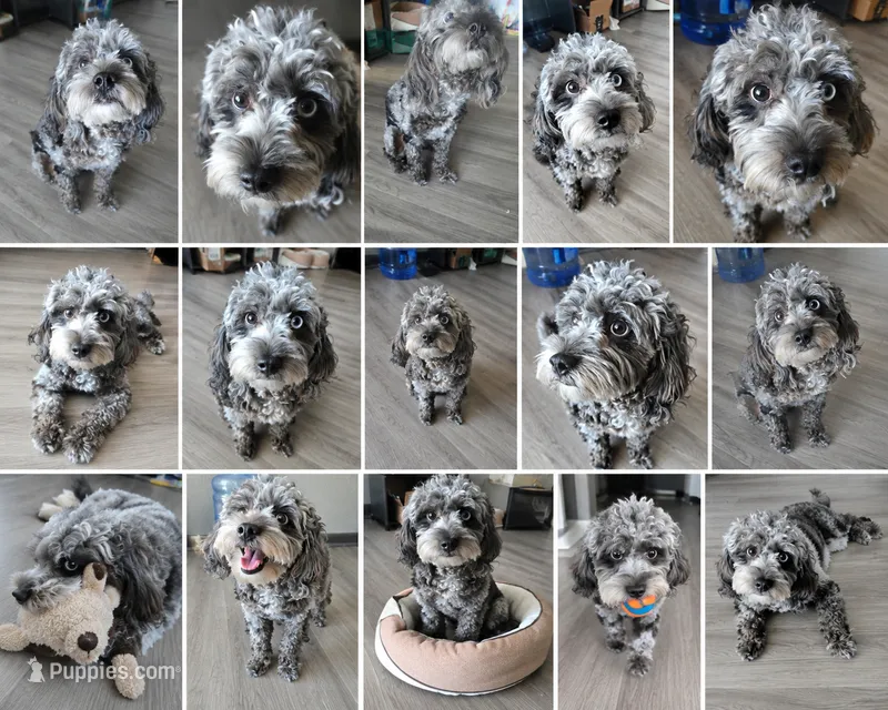 French Toast – Cavapoo puppy for sale in Dallas, TX