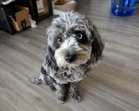French Toast, a female Cavapoo for sale in Dallas, TX – 3 of 5
