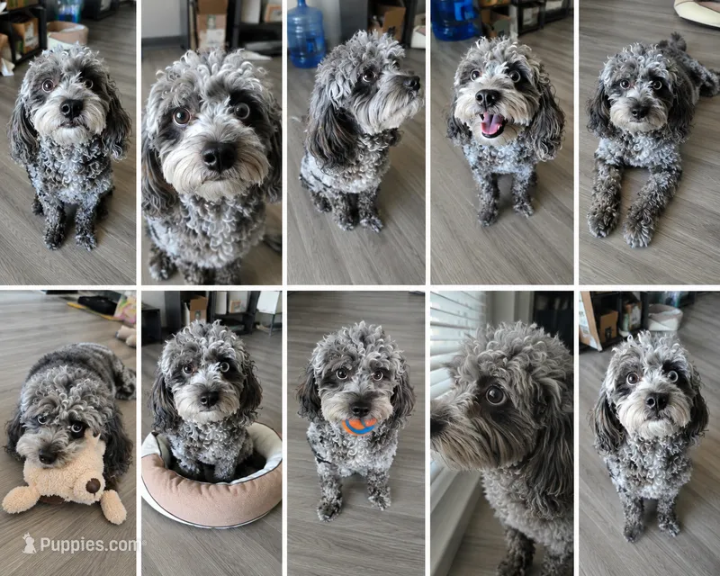French Toast – Cavapoo puppy for sale in Dallas, TX