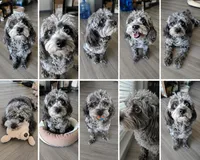 French Toast, a female Cavapoo for sale in Dallas, TX – 1 of 5