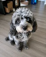 French Toast, a female Cavapoo for sale in Dallas, TX – 5 of 5