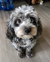 French Toast, a female Cavapoo for sale in Dallas, TX – 4 of 5