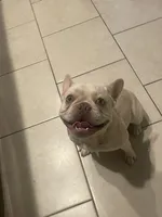 Kapri, a female French Bulldog for sale in Emmaus, PA – 2 of 3