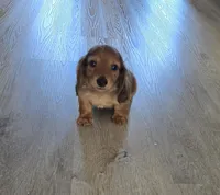 Chip, a male Miniature Dachshund for sale in Commerce, TX – Photo 2 of 7