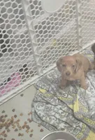 Pumpkin , a female Miniature Dachshund for sale in Commerce, TX – Photo 2 of 5