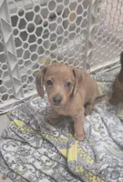 Pumpkin , a female Miniature Dachshund for sale in Commerce, TX – Photo 1 of 5