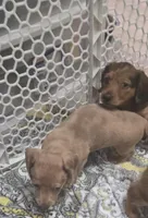 Pumpkin , a female Miniature Dachshund for sale in Commerce, TX – Photo 3 of 5