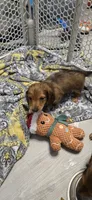 Tiki, a female Miniature Dachshund for sale in Commerce, TX – Photo 5 of 5