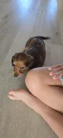 Tiki, a female Miniature Dachshund for sale in Commerce, TX – Photo 2 of 5