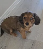 Tiki, a female Miniature Dachshund for sale in Commerce, TX – Photo 1 of 5